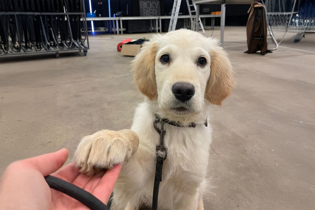 Onze missie om honden te laten ontdekken spelen groeien en genieten